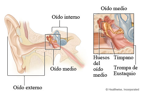 Otorrinolaringólogo en Guadalajara | Vocalia ® | Dr. Gerardo López Guerra, Otorrinolaringólogo │ Laringólogo | Cirugía de Laringe, Oídos, Nariz y Garganta.